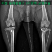 3살 비숑 양측 슬개골 내측탈구 3기 교정술(대구,다사,달성군,달서구 동물병원)