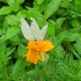장마철 노란 마리골드꽃 위에 흰나비