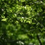 서울숲 초록 세상