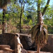 #10_호주 워킹홀리데이: 오스트레일리아 주, 호주 동물원에 가다
