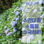 경남 가볼만한곳, 김해 수안마을 소등껄 수국정원