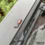 [오늘의 네이처링] 붉은등우단털파리(Plecia longiforceps)
