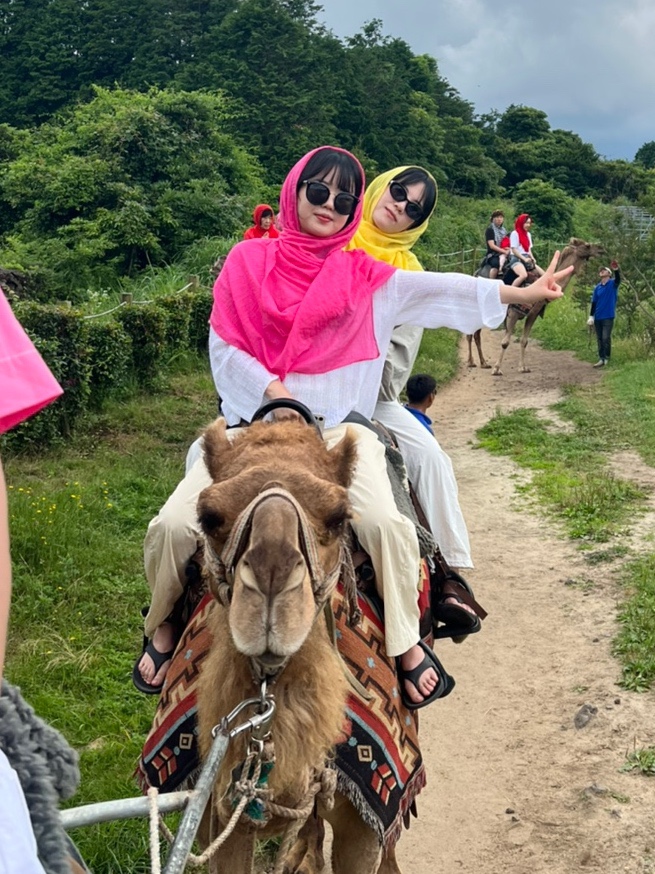 제주 서귀포 성산일출봉 이색체험 낙타트래킹 강추