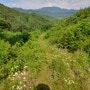 산딸기의 계절이 돌아왔어요