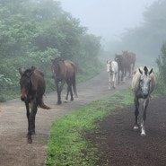 Our Land Our Horses...금악리 곶자왈 말 구조 보호센터 다녀왔어요