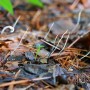 실콩꼬투리버섯 - Xylaria filiformis