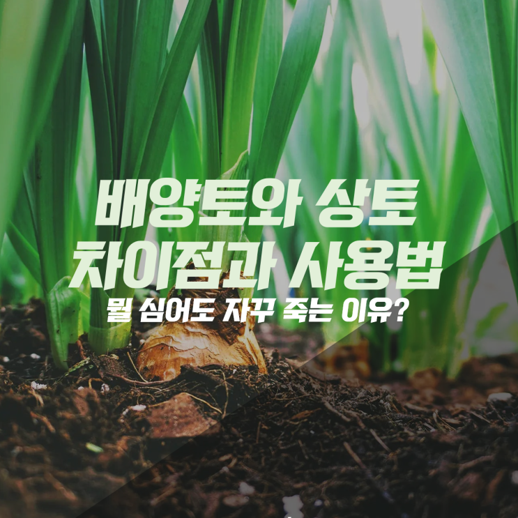 배양토와 상토의 차이점과 사용법, 뭘 심어도 자꾸 죽는 이유 : 네이버 블로그
