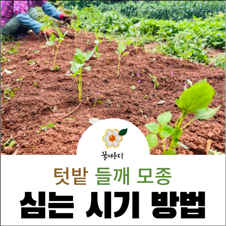 들깨 모종 심는시기 파종시기 심는방법 : 네이버 블로그