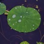 장마철 빗속의 연, 연은 비를 좋아할까 by농업테라피스트 연꽃아재