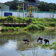 계양천 연꽃 상황과 연꽃 심기,계양천 가꾸기