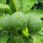 청귤~7월시작~빗방울에 더 초록상큼한 홍지기도 유기농청귤~성장속도 굿!