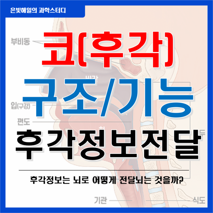 코(후각)의 구조와 기능, 후각정보의 전달 : 네이버 블로그