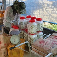 홍매실 수확시기 남고 매실청 담그기 농장 설탕절임 매실액 황매실 구분 보관법 만드는법