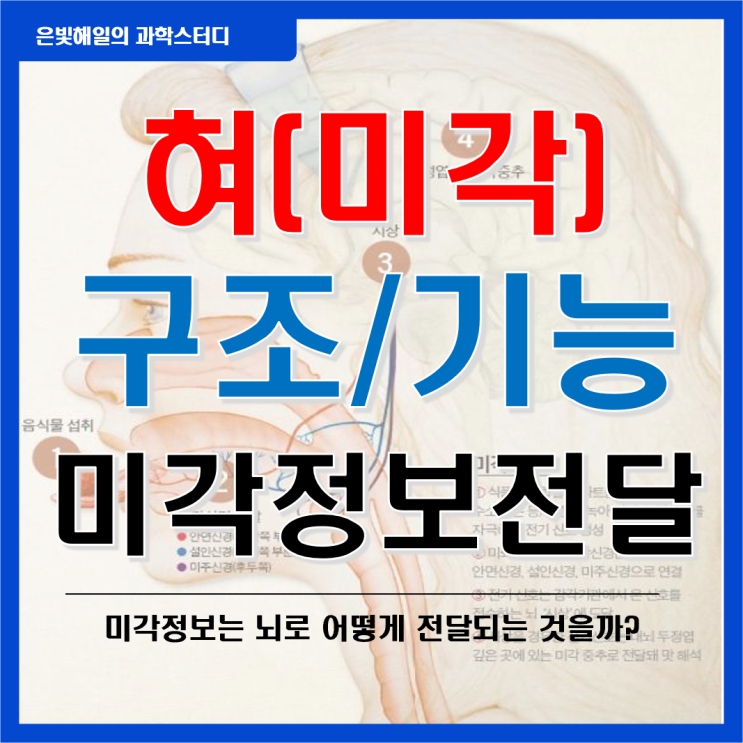 혀(미각)의 구조와 기능, 미각정보(맛)의 뇌로의 전달 과정 : 네이버 블로그