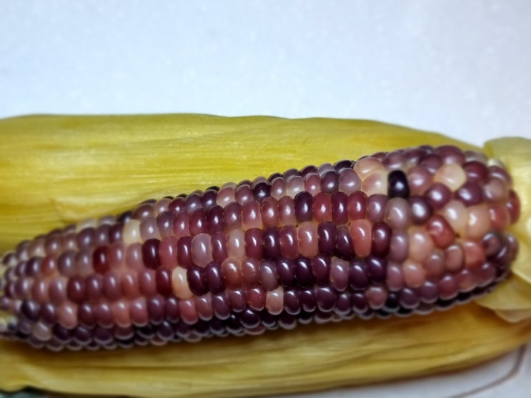 옥수수 삶는 법, 찌는 법, 압력솥에 옥수수, 흑찰옥수수, 감자 찌기, 삶기, 삶다, 찌다 뜻 차이 : 네이버 블로그