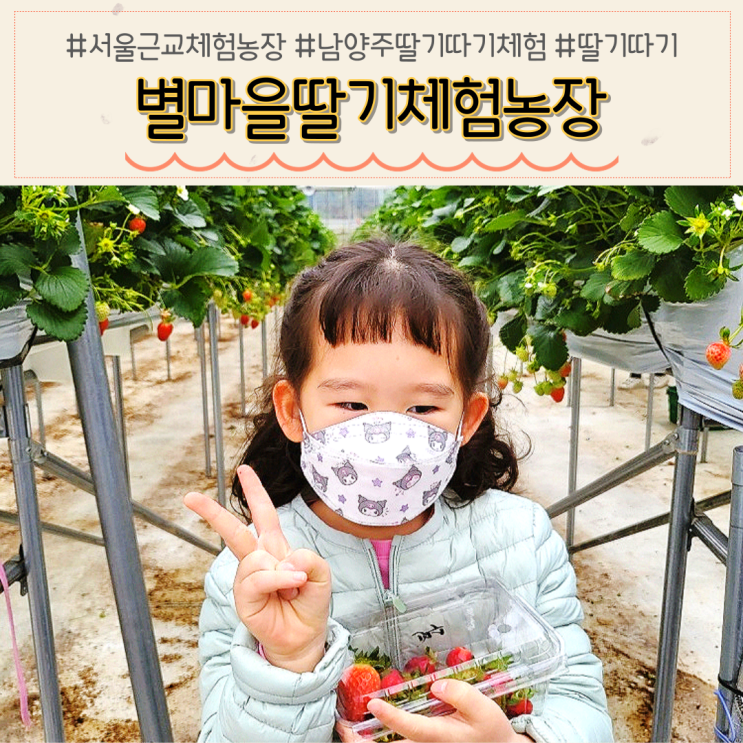 남양주 별마을딸기체험농장 유치원 봄소풍