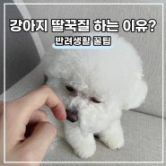 아기강아지 딸꾹질 하는 이유 3가지, 딸꾹질 멈추는 방법