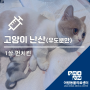 고양이 난산, 유도분만 - 아라동24시동물병원