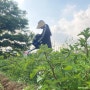 초보 농부 | 감자, 당근 쏙아주기, 고추 주말농장 첫 수확 시즌