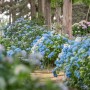팜카밀레, 파란 여름숲