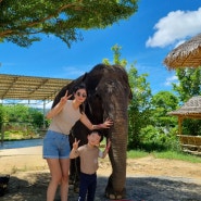 [아이와 해외여행] 인생 최고의 경험! 엘리펀트 정글 생츄어리 푸켓 투어 (푸켓 코끼리 투어)