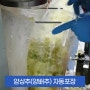 양상추, 양배추 비닐연속포장 자동포장기 비닐포장기 사용 전후 동영상