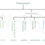 원종 호접란 족보(계통수) Phalaenopsis Phylogenetic tree