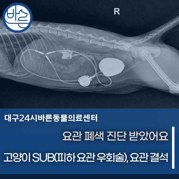 고양이 SUB(피하 요관 우회술), 요관 결석 : 대구 고양이 전문 동물병원/대구24시동물병원/달서구24시동물병원 : 네이버 블로그