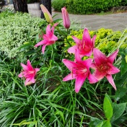 충무로 진양꽃상가 앞길 꽃밭에서 비에 젖은 꽃들을 카메라에 담아봄