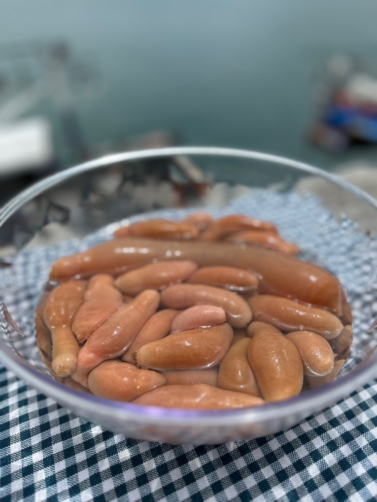 개불계 샤넬 남해안 참개불 생김새,구별,손질법,식감좋고 맛좋고! : 네이버 블로그