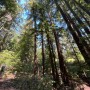 20230704 [캘리포니아 베이지역 트레일] 허다트 공원 Huddart Park_ Woodside, A San Mateo County Park / 미국 독립 기념일