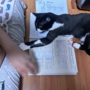 공부방해하는 고양이 냥아치 그래도 사랑스러워