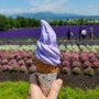 일본 홋카이도 삿포로 여름여행 :: 후라노 팜도미타 라벤더 아이스크림 청의 호수까지!