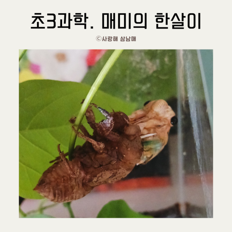 초등3 과학 매미 한살이 (매미 애벌레 우화 관찰) : 네이버 블로그