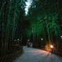 울산 여행 가볼만한곳, 포토존 가득한 태화강 국가정원 십리대숲 은하수길