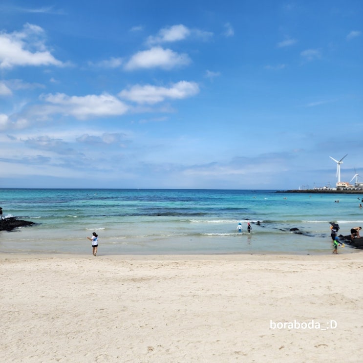 [제주] 제주도 제일 예쁜 해변... 수 있는 월정리 파충류카페 제파