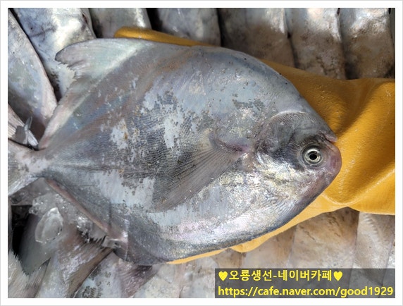 국산 병어 여름제철 생선 병어시세 병어가격 : 네이버 블로그