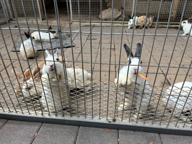 퍼스트가든/ 부천 나눔농장... 일산동물체험/부천동물체험...