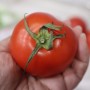 토마토 오래보관법 냉장 냉동 보존기간 맛있는 토마토 고르기