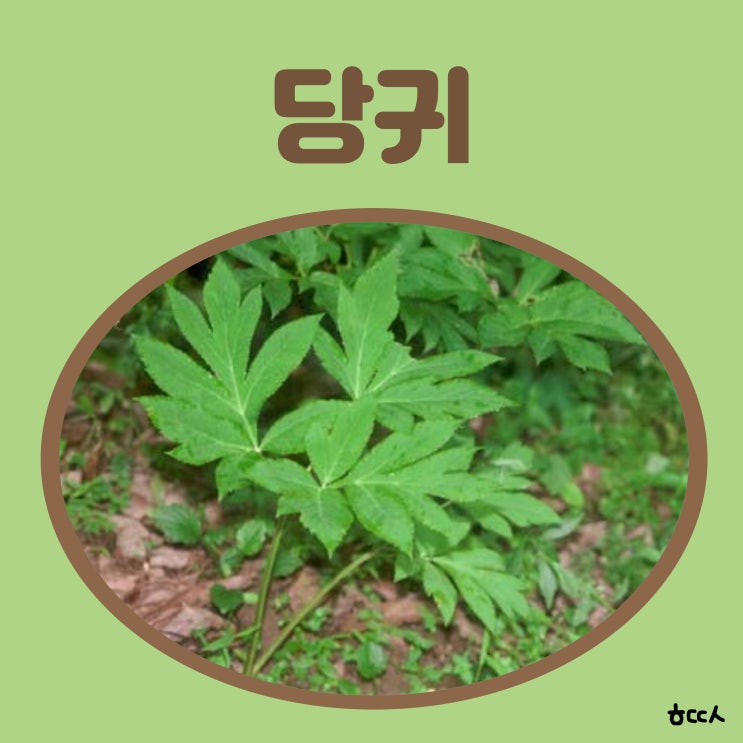 당귀 효능 당귀차 효능 당귀 뿌리 먹는법 당귀잎 부작용 : 네이버 블로그