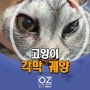 고양이 각막궤양 - 분당 Dr. 오즈 동물병원