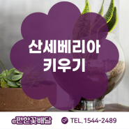 산세베리아 키우기 알아둘 내용