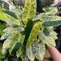 필로덴드론 버럴막스 민트 Philodendron burlemarx mint