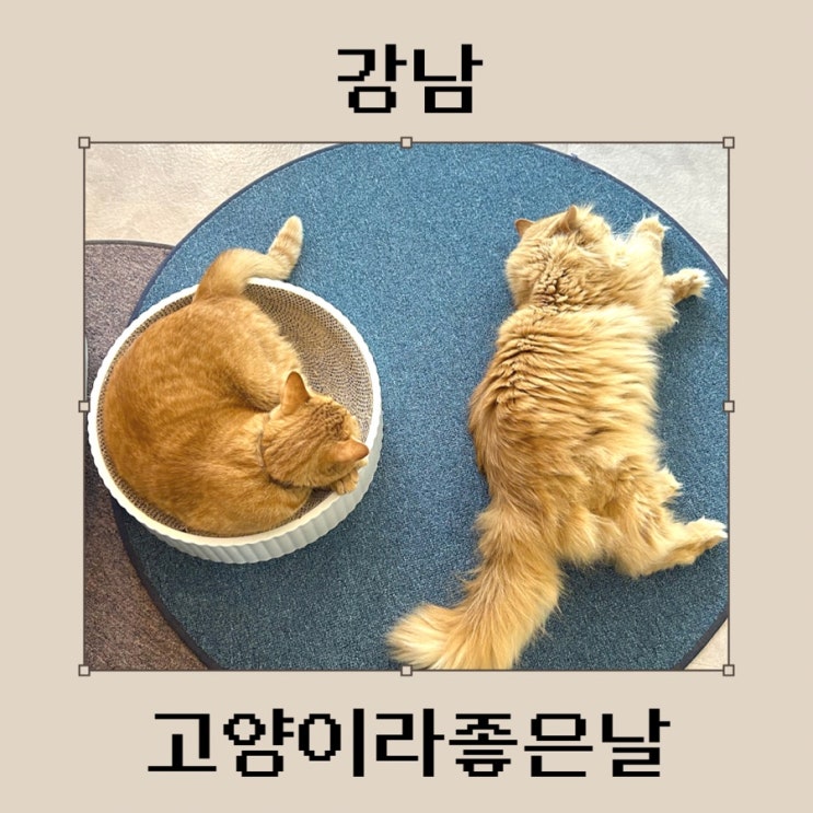 강남역 고양이카페 고양이라서좋은날