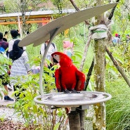 싱가포르 버드파라다이스 후기(mandai bird paradise) : 공연시간 & 팁