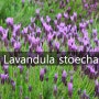 프렌치 라벤더 (라반듈라 스토에카스 lavandula stoechas) 나비라벤더 스페인라벤더 지중해정원 코티지정원 원예허브
