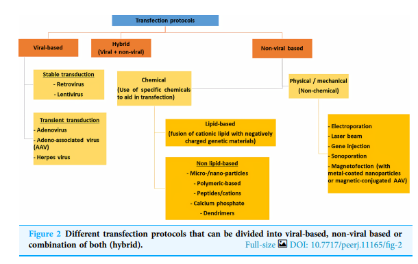 Transfection(세포 내로 외부의 nucleic acids (DNA 혹은 RNA)를 인위적으로 전달)virus ...