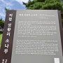 SBS 드라마 '악귀'의 '덕걸이 나무'를 찾아가다! 의령 성황리 소나무(천연기념물)