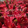 충남 아산 가볼만한곳 세계꽃식물원