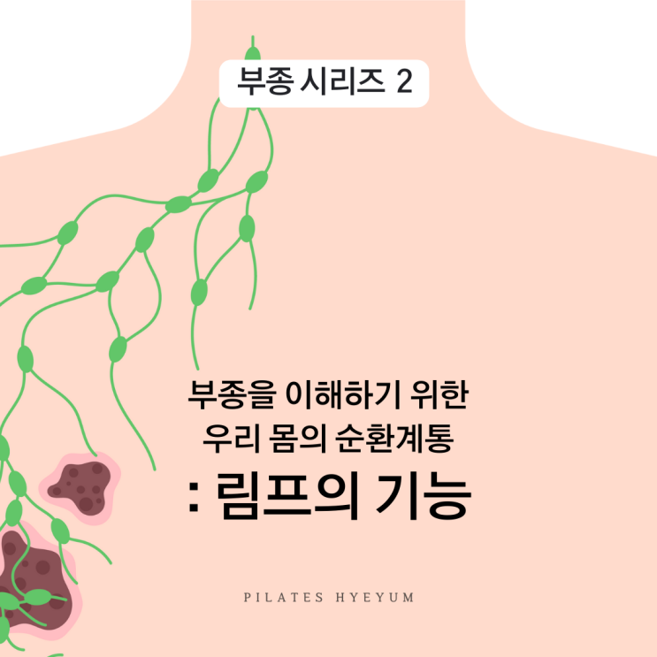 부종 시리즈 두 번째 : 우리 몸의 순환계통과 림프의 기능 : 네이버 블로그
